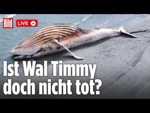 🔴 Drama um Ostsee-Wal: DNA-Analyse vom Buckelwal ist da! Ist Timmy noch am Leben? | BILD LIVE
