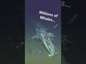 Be Smart – We just found a MASSIVE whale graveyard