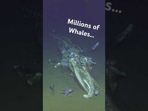 We just found a MASSIVE whale graveyard