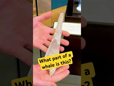 There’s a secret history hidden in a whale's ear