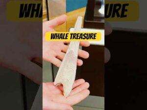 Be Smart – There’s a secret history hidden in a whale’s ear