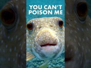 Be Smart – Which animal is most INVINCIBLE to poison?