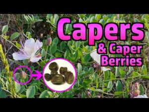 Atomic Shrimp – Capers and Caper Berries – Foraging, Curing, Tasting