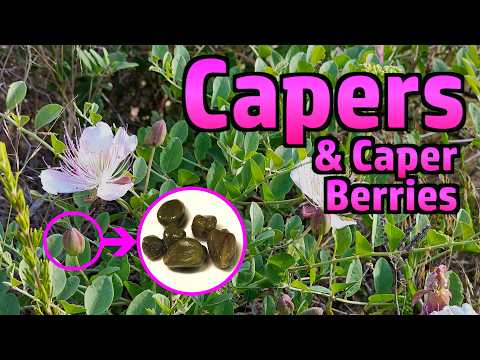 Capers and Caper Berries - Foraging, Curing, Tasting
