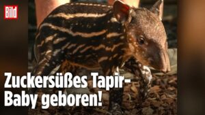 Tapir-Wunder im Zoo: Dieses Baby soll seine Art retten!