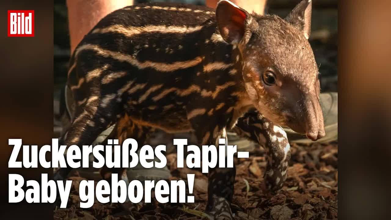 Tapir-Wunder im Zoo: Dieses Baby soll seine Art retten!