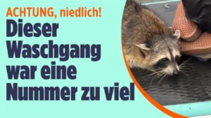 BILD – Waschbär in Seenot: Selbst ein guter Schwimmer braucht manchmal Hilfe