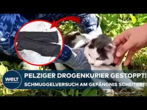 WELT Nachrichtensender – SCHMUGGEL AUF VIER PFOTEN: Katze als Drogenkurier entlarvt! Kurioser Einsatz sorgt für Aufsehen!