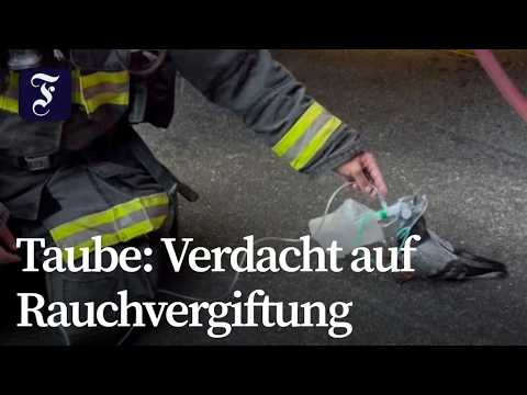Feuerwehr in Oakland versorgt Taube mit Sauerstoff