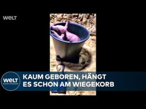 WELT Nachrichtensender – ZOO BERLIN: Niedlicher Neuzugang – ein Erdferkel-Junges erkundet seine Welt – im Überblick