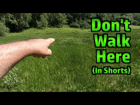 A Shady Stroll at Millook Water (Bonus Tick Removal Discussion)
