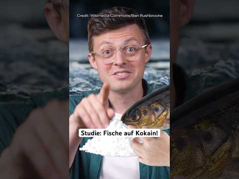 Durch diese Droge schwimmen Lachse doppelt so weit! 🐠🍣