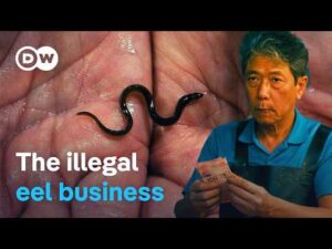 On the smugglers’ trail – Making billions from tiny eels | DW Documentary