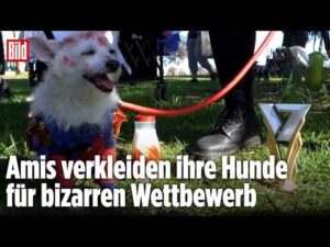 BILD – Skurrile Hunde-Show in Kalifornien: Harmloses Spektakel oder Tierquälerei?