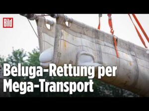 BILD – Kanada: Beluga-Wale aus umstrittenem Tierpark gerettet