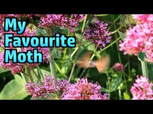Atomic Shrimp – Random Stuff – Garden, Moth, Cornwall, Spain, Confectionery, Comment Positivity