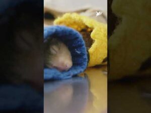 Tierärzte retten Eichhörnchen-Babys | stern TV