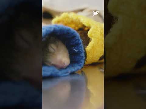 Tierärzte retten Eichhörnchen-Babys | stern TV