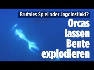 BILD – Schwertwale spielen mit ihrer Beute: Dieses Orca-Verhalten lässt Forschende rätseln