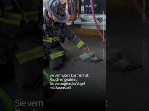 faz – Ungewöhnliche Tauben-Rettung #nachrichten #feuerwehr #tiere #tierrettung #taube #tierschutz