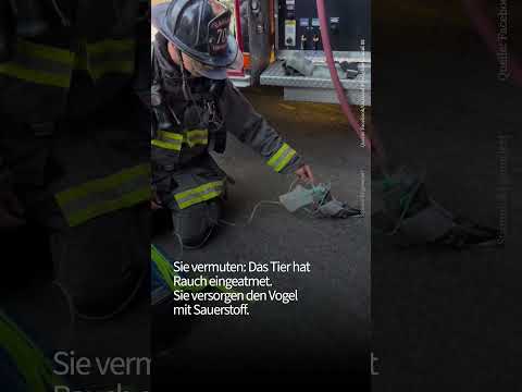 Ungewöhnliche Tauben-Rettung #nachrichten #feuerwehr #tiere #tierrettung #taube #tierschutz