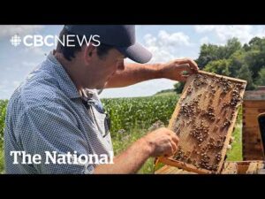 CBC News: The National – Looming Trump tariffs a sticky situation for Canadian honey producers